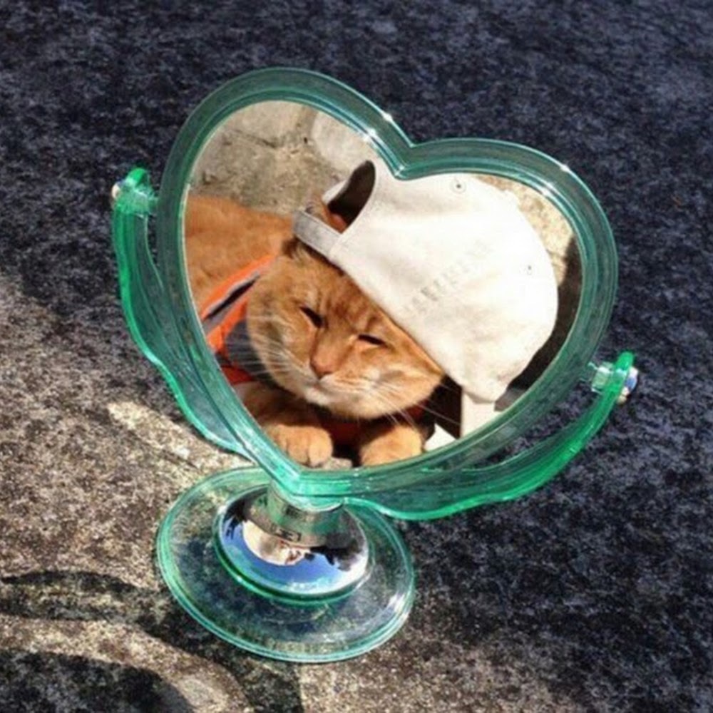 Meet your Posher, Cat